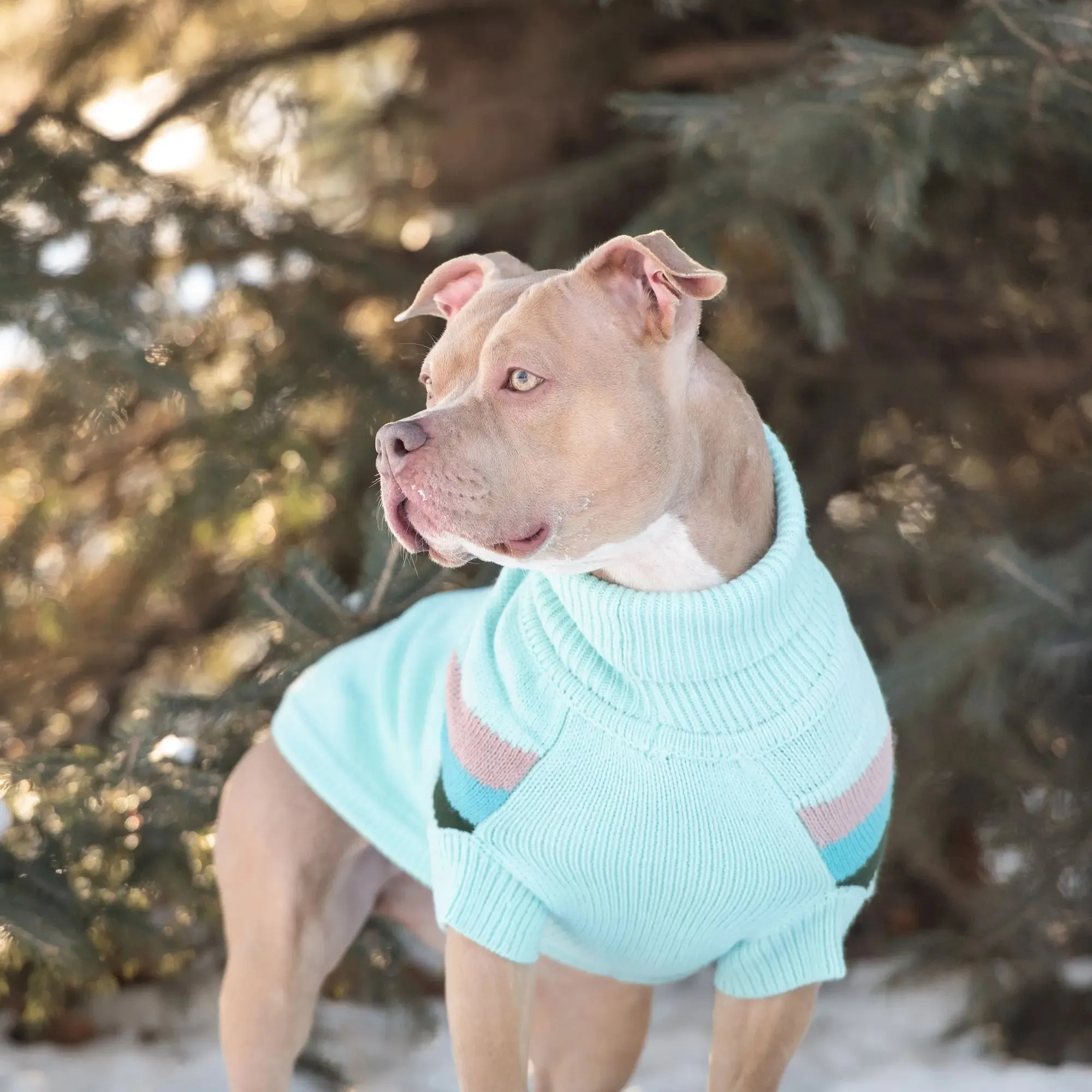 Alpine Dog Sweater | Light Aqua