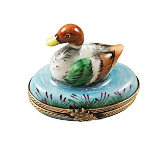 Mallard Duck