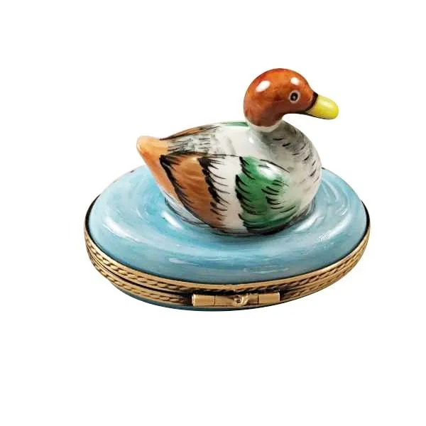 Mallard Duck