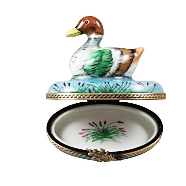 Mallard Duck